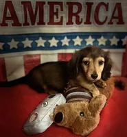 Moses, a male Miniature Dachshund for sale in Hooks, TX – 5 of 7