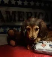 Moses, a male Miniature Dachshund for sale in Hooks, TX – 7 of 7