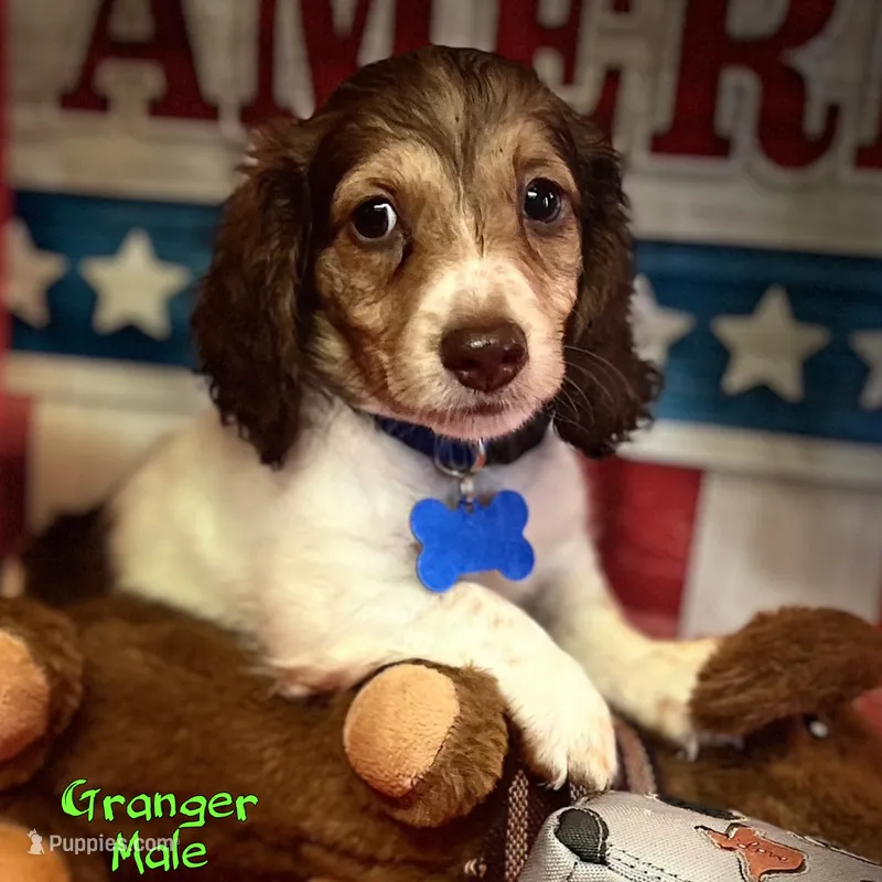 Granger – Miniature Dachshund puppy for sale in Hooks, TX