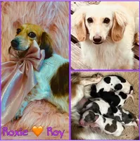Rick, a male Miniature Dachshund for sale in Hooks, TX – 6 of 6