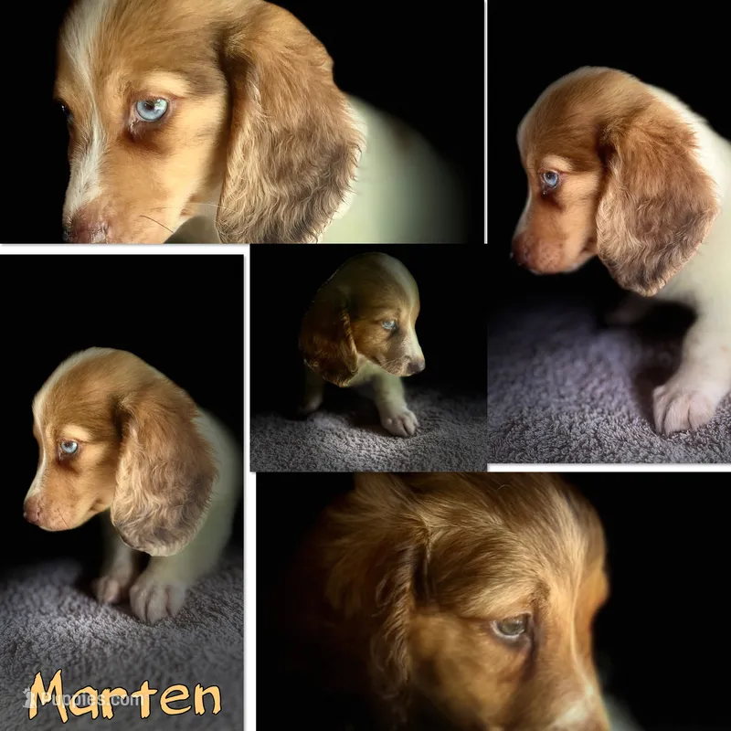 Marten – Miniature Dachshund puppy for sale in Hooks, TX