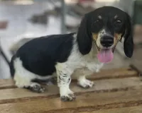 Rick, a male Miniature Dachshund for sale in Hooks, TX – 2 of 6