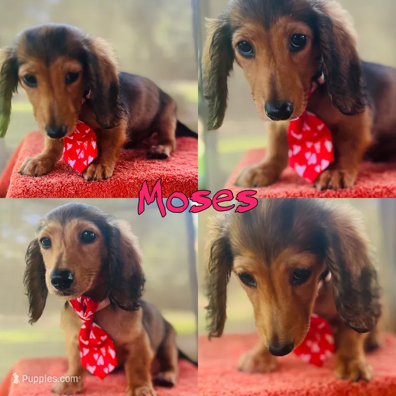 Moses – Miniature Dachshund puppy for sale in Hooks, TX