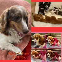 Miller, a male Miniature Dachshund for sale in Hooks, TX – 4 of 4