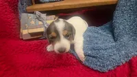 Fauna, a female Miniature Dachshund for sale in Verona, MO – 6 of 6