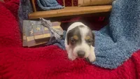 Fauna, a female Miniature Dachshund for sale in Verona, MO – 5 of 6