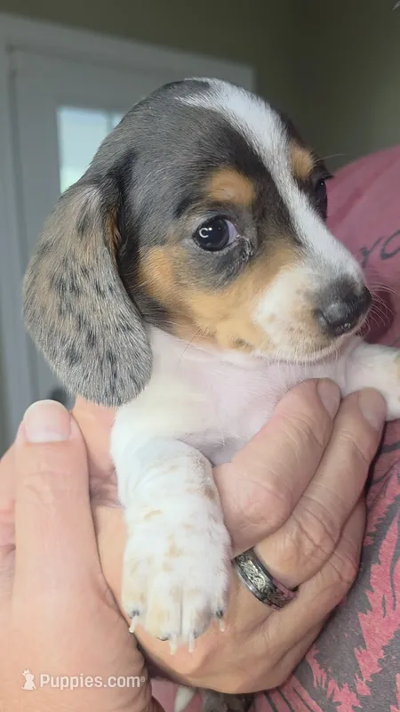 Fauna – Miniature Dachshund puppy for sale in Verona, MO