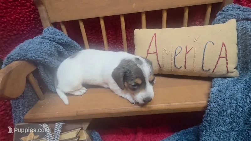 Fauna – Miniature Dachshund puppy for sale in Verona, MO