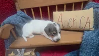 Fauna, a female Miniature Dachshund for sale in Verona, MO – 1 of 6