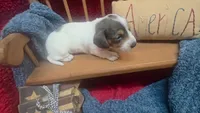 Fauna, a female Miniature Dachshund for sale in Verona, MO – 2 of 6