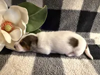 Fauna, a female Miniature Dachshund for sale in Verona, MO – 4 of 6