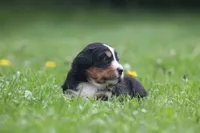 Basil, a female Bernese Mountain Dog for sale in Guys Mills, PA – 3 of 3