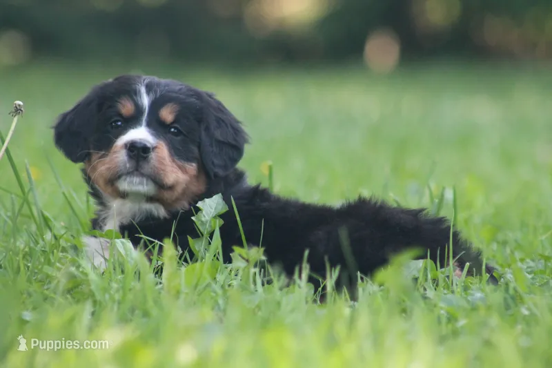 Basil – Bernese Mountain Dog puppy for sale in Guys Mills, PA