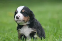 Bilbo, a male Bernese Mountain Dog for sale in Guys Mills, PA – 3 of 4