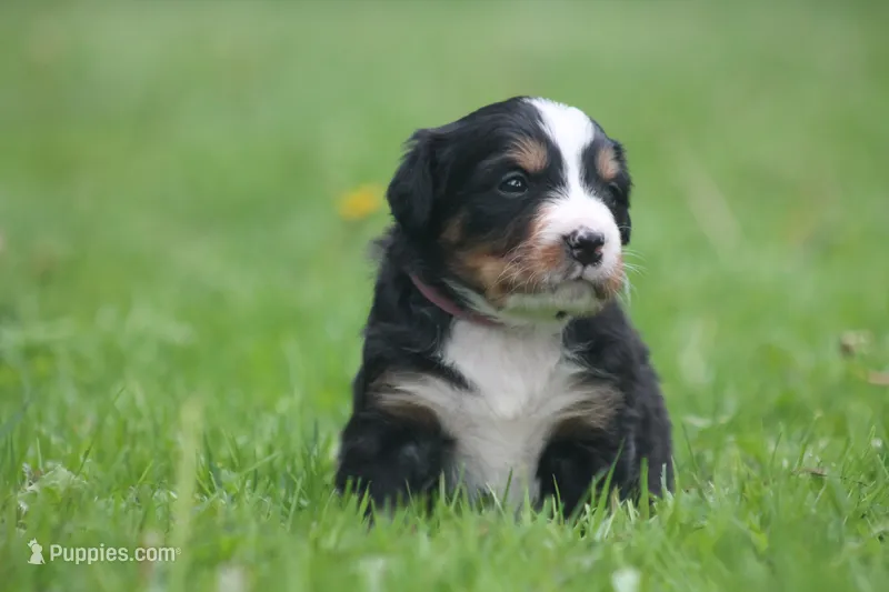 Bubbles – Bernese Mountain Dog puppy for sale in Guys Mills, PA