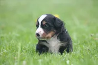 Bubbles, a female Bernese Mountain Dog for sale in Guys Mills, PA – 2 of 4