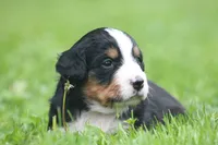 Belle, a female Bernese Mountain Dog for sale in Guys Mills, PA – 2 of 4