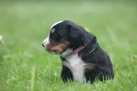 Bubbles, a female Bernese Mountain Dog for sale in Guys Mills, PA – 3 of 4