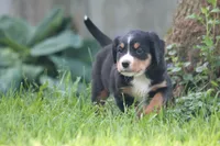 Breeze, a female Bernese Mountain Dog for sale in Guys Mills, PA – 5 of 5