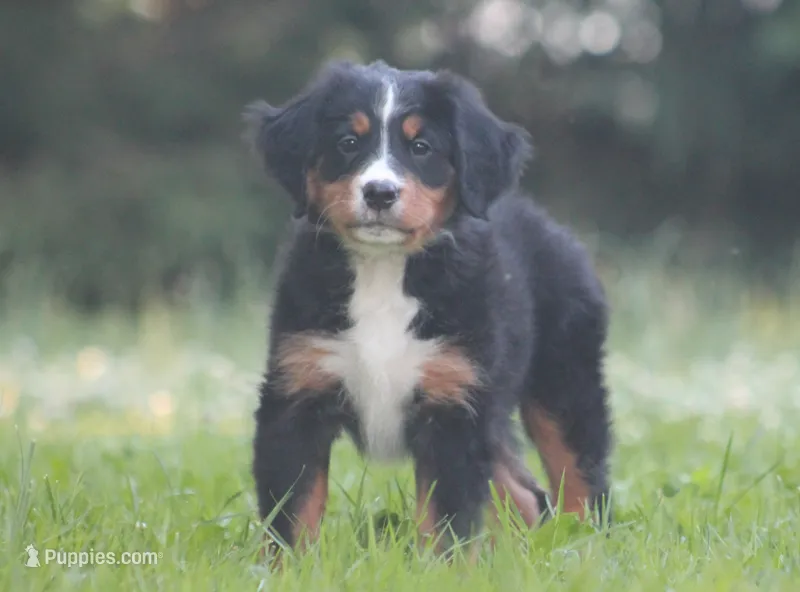 Bryleigh – Bernese Mountain Dog puppy for sale in Guys Mills, PA