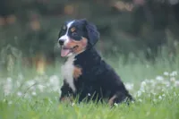 Bubbles, a female Bernese Mountain Dog for sale in Guys Mills, PA – 4 of 5