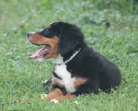 Bryleigh, a female Bernese Mountain Dog for sale in Guys Mills, PA – 5 of 6