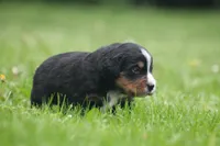Barlow, a male Bernese Mountain Dog for sale in Guys Mills, PA – 2 of 2