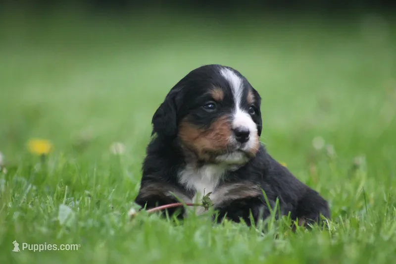Barlow – Bernese Mountain Dog puppy for sale in Guys Mills, PA