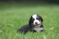 Bilbo, a male Bernese Mountain Dog for sale in Guys Mills, PA – 4 of 4