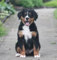Basil, a female Bernese Mountain Dog for sale in Guys Mills, PA – 3 of 5