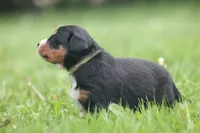 Breeze, a female Bernese Mountain Dog for sale in Guys Mills, PA – 5 of 5