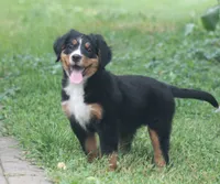Basil, a female Bernese Mountain Dog for sale in Guys Mills, PA – 5 of 5