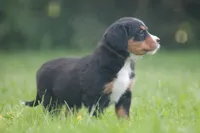 Breeze, a female Bernese Mountain Dog for sale in Guys Mills, PA – 2 of 5