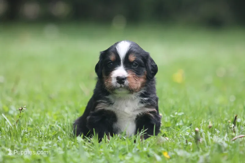 Bryleigh – Bernese Mountain Dog puppy for sale in Guys Mills, PA