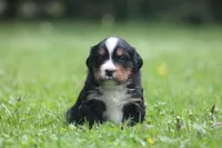 Bryleigh, a female Bernese Mountain Dog for sale in Guys Mills, PA – 1 of 4