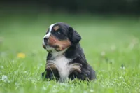 Basil, a female Bernese Mountain Dog for sale in Guys Mills, PA – 2 of 3