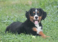 Bryleigh, a female Bernese Mountain Dog for sale in Guys Mills, PA – 2 of 6