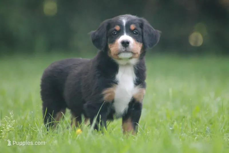 Breeze – Bernese Mountain Dog puppy for sale in Guys Mills, PA