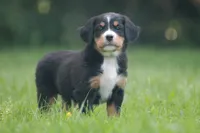 Breeze, a female Bernese Mountain Dog for sale in Guys Mills, PA – 1 of 5