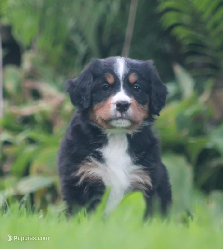 Bryleigh – Bernese Mountain Dog puppy for sale in Guys Mills, PA