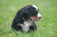 Bubbles, a female Bernese Mountain Dog for sale in Guys Mills, PA – 4 of 4
