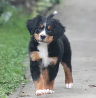 Basil, a female Bernese Mountain Dog for sale in Guys Mills, PA – 1 of 5
