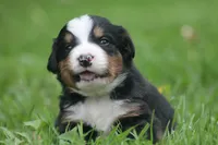 Bilbo, a male Bernese Mountain Dog for sale in Guys Mills, PA – 2 of 4