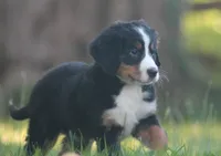Belle, a female Bernese Mountain Dog for sale in Guys Mills, PA – 2 of 4