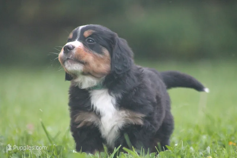 Barlow – Bernese Mountain Dog puppy for sale in Guys Mills, PA