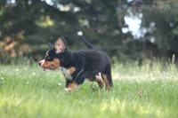 Bubbles, a female Bernese Mountain Dog for sale in Guys Mills, PA – 5 of 5