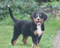 Basil, a female Bernese Mountain Dog for sale in Guys Mills, PA – 4 of 5