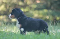 Belle, a female Bernese Mountain Dog for sale in Guys Mills, PA – 3 of 4