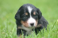 Breeze, a female Bernese Mountain Dog for sale in Guys Mills, PA – 2 of 5