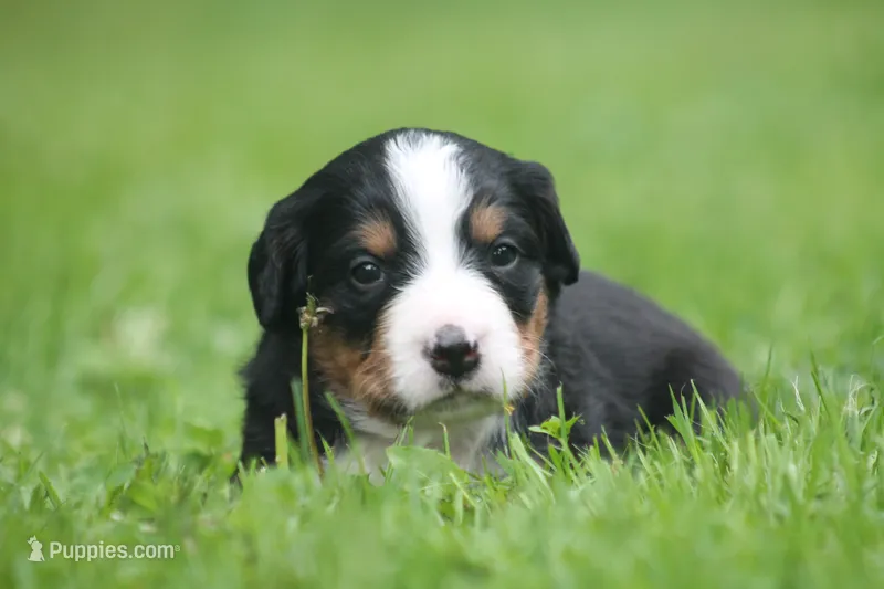 Belle – Bernese Mountain Dog puppy for sale in Guys Mills, PA